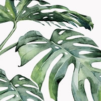 Foliage